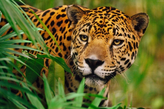 世界上最危险十大猫科动物 猎豹仅排第十，西伯利亚虎最凶猛