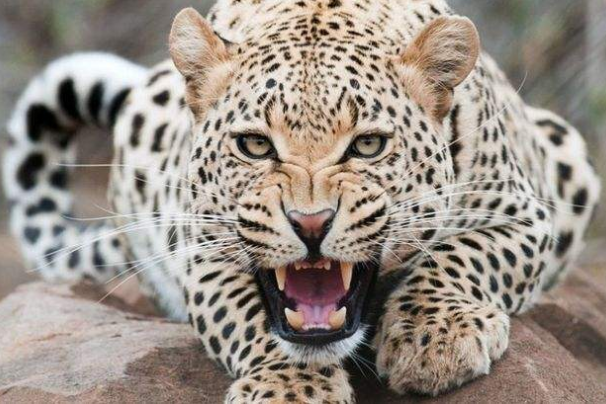 世界上最危险十大猫科动物 猎豹仅排第十，西伯利亚虎最凶猛