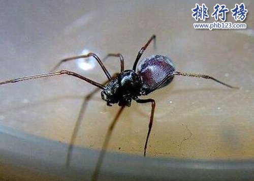 十大常见的室内蜘蛛，幽灵蛛微毒，遇到要避开！