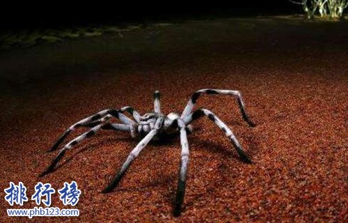 十大常见的室内蜘蛛，幽灵蛛微毒，遇到要避开！